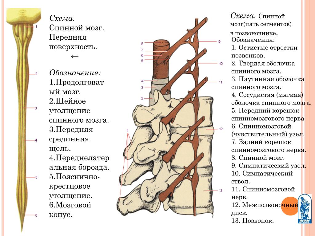 Передний столб спинного мозга. Шейное утолщение спинного мозга сегменты. Строение спинного мозга утолщения. Строение спинного мозга конус. Шейное утолщение спинного мозга.