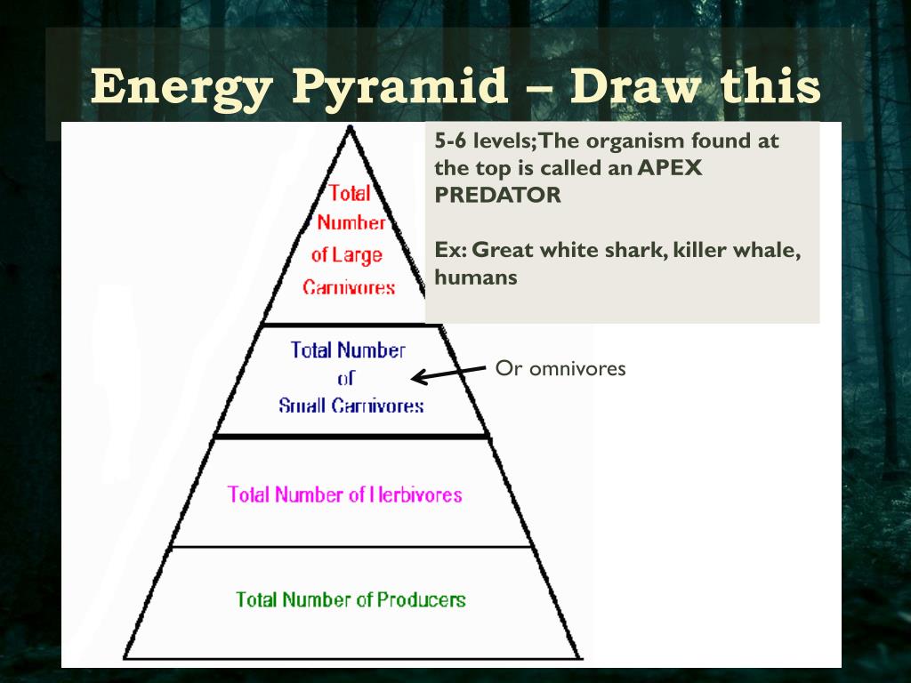 33 Draw And Label An Energy Pyramid Labels Design Ideas 2020