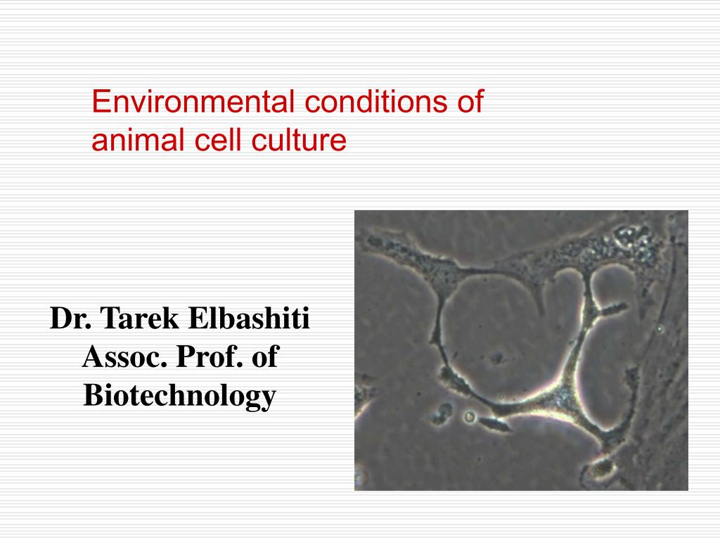 PPT - Dr. Tarek Elbashiti Assoc. Prof. of Biotechnology PowerPoint  Presentation - ID:3737981