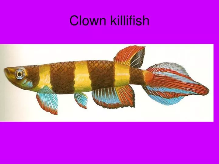 clown killifish n.