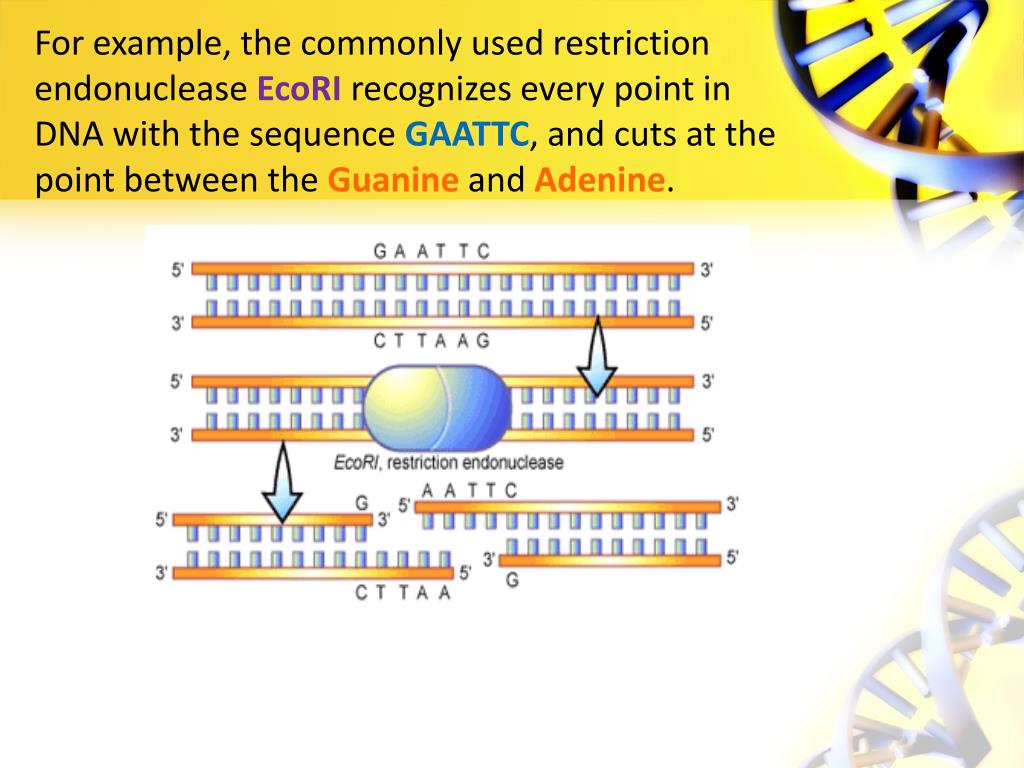 restriction enzyme recognition sites are palindromic restriction enzyme recognition sites are palindromic