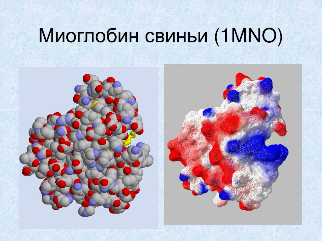 Какова функция миоглобина