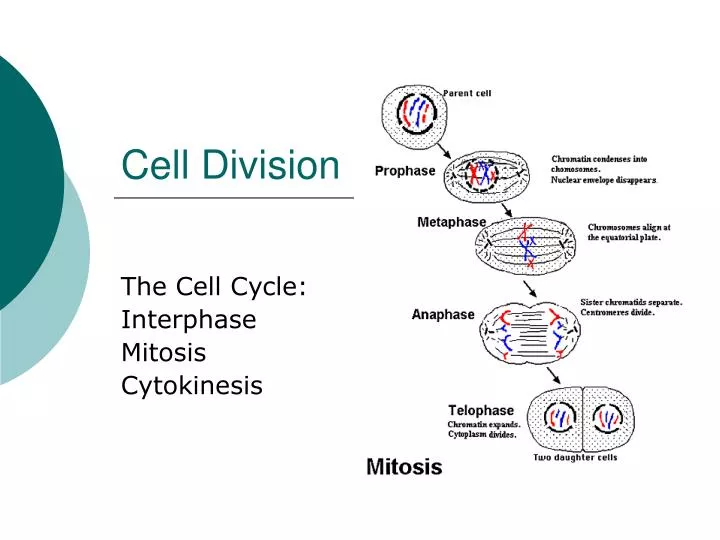 powerpoint presentation on cell division