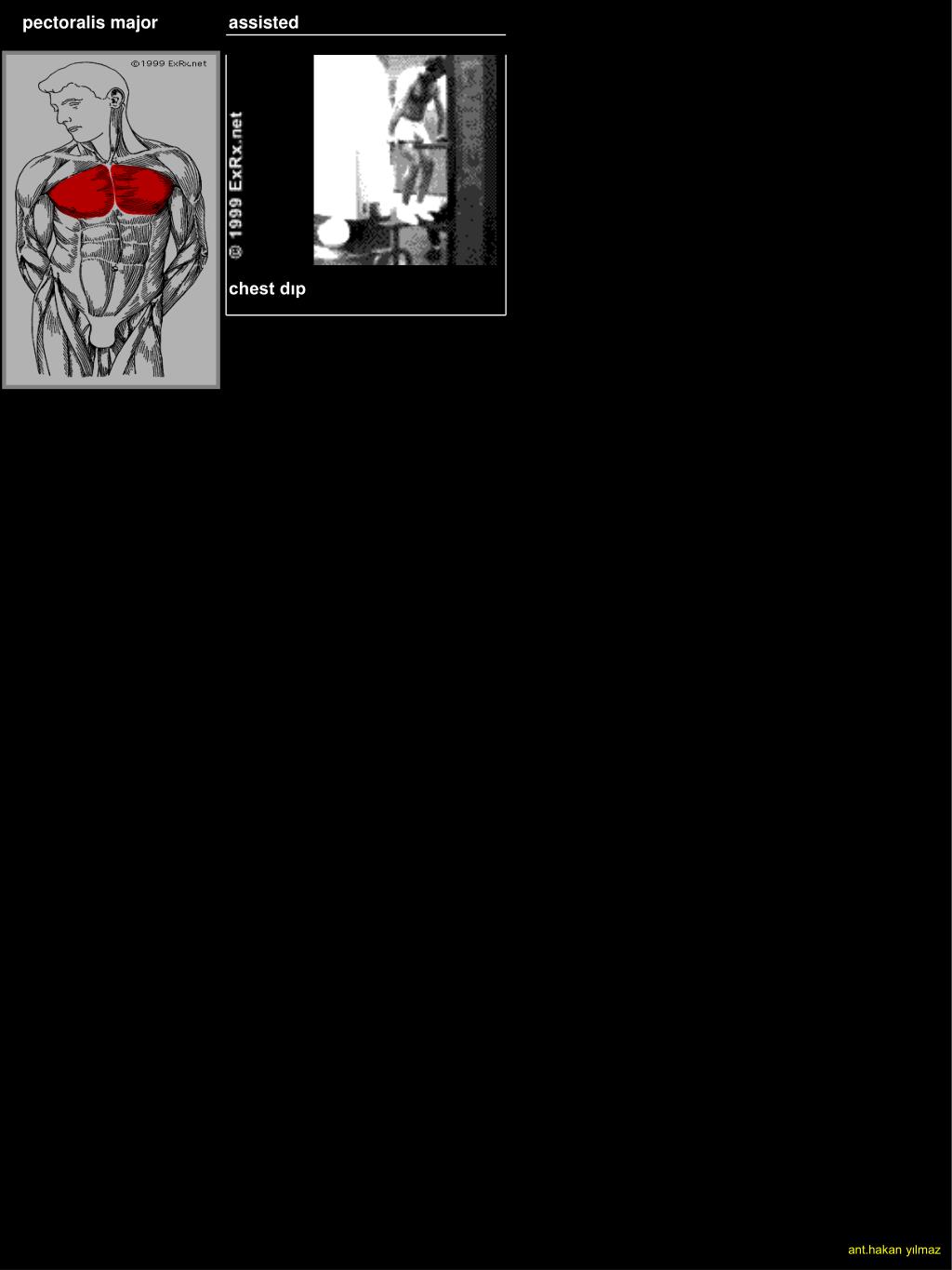 Ppt Pectoralis Major Powerpoint Presentation Free Download Id