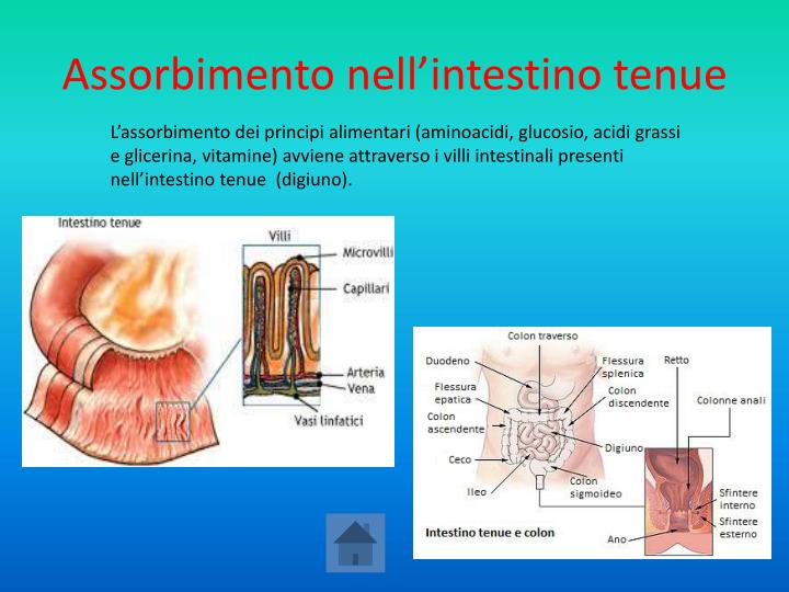 PPT - Apparato Digerente PowerPoint Presentation - ID:3745692