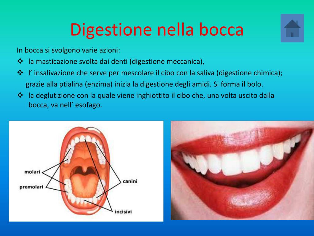 Punti In Bocca Cosa Mangiare PPT - Apparato Digerente PowerPoint Presentation, free download - ID