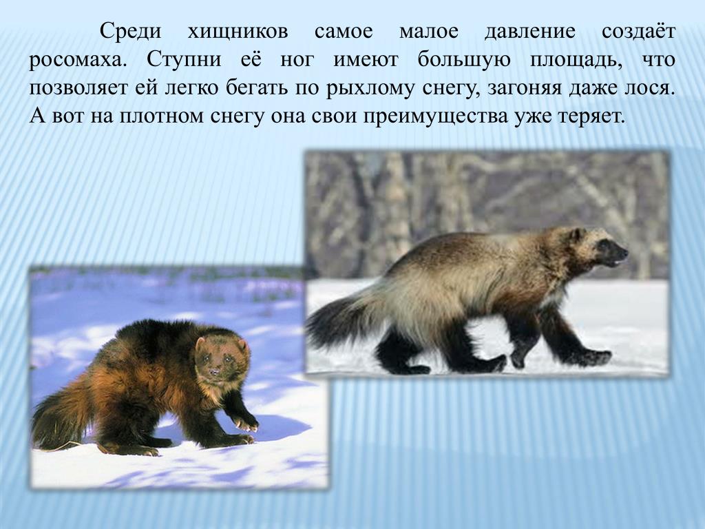 Росомаха в какой природной зоне обитает. Росомаха зверь. Росомаха доклад. Росомаха животное описание. Росомаха презентация.