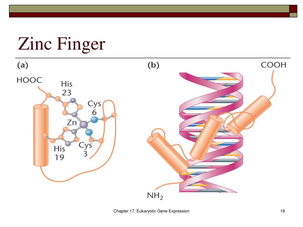 PPT Eukaryotic Regulation PowerPoint Presentation, free download ID