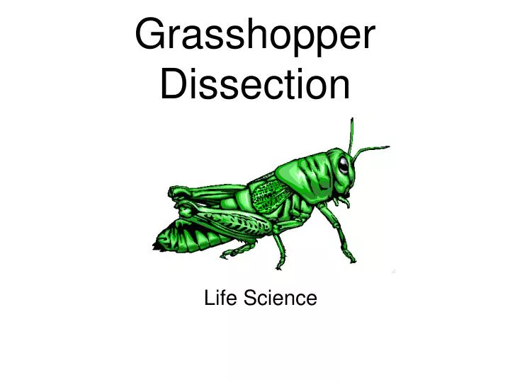 grasshopper dissection n.