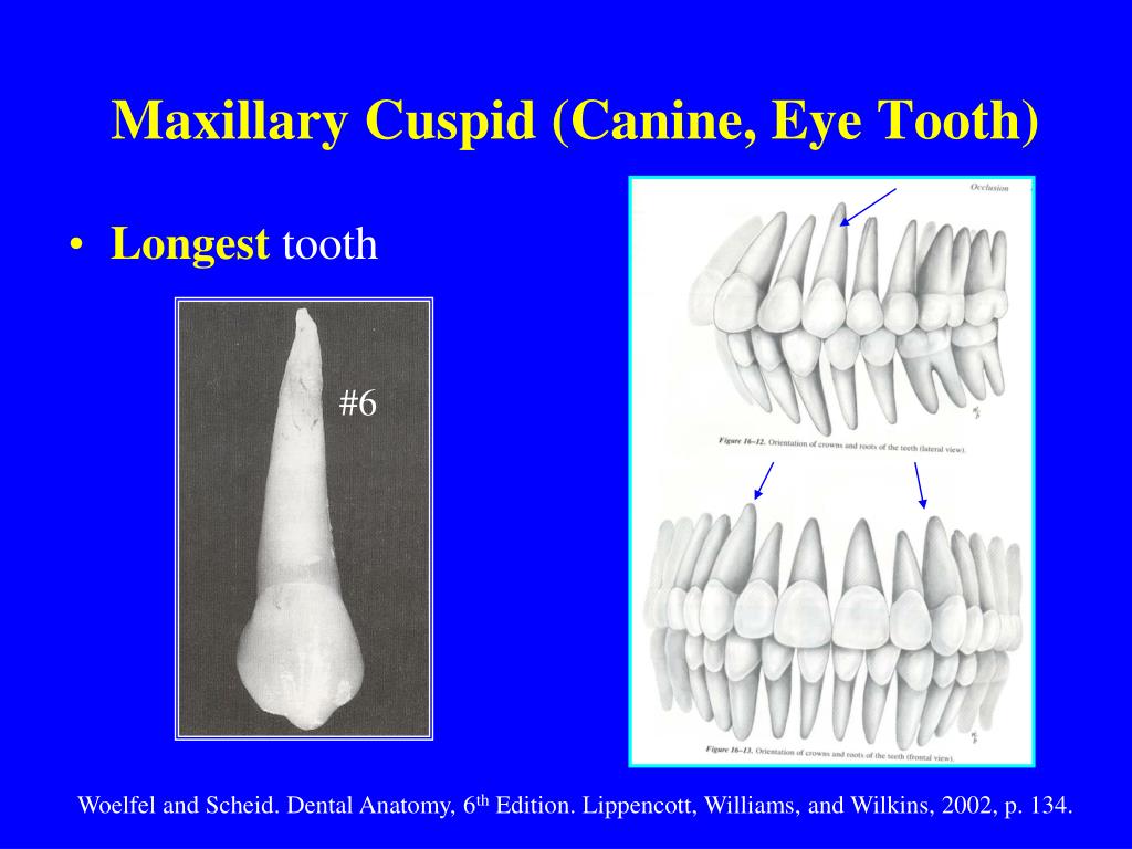 Ppt cuspids canines powerpoint presentation free download id 3752178