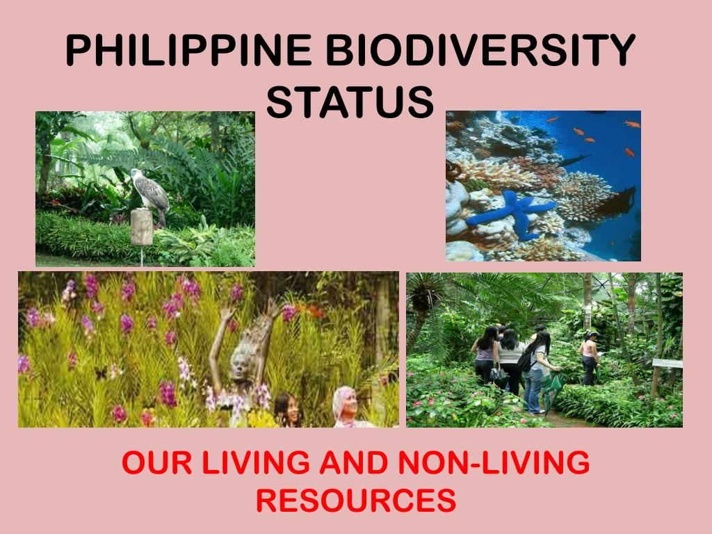 thesis about biodiversity in the philippines