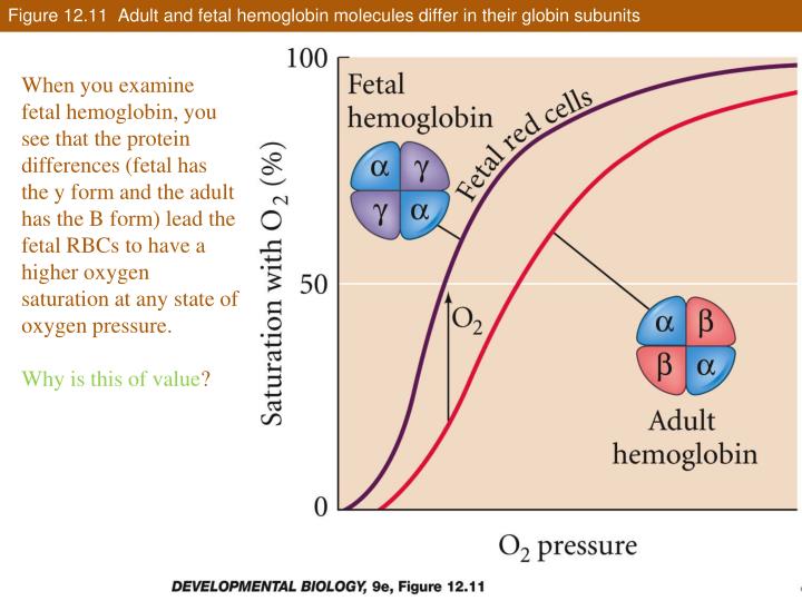 PPT - Lateral Plate Mesoderm and Endoderm PowerPoint Presentation - ID ...