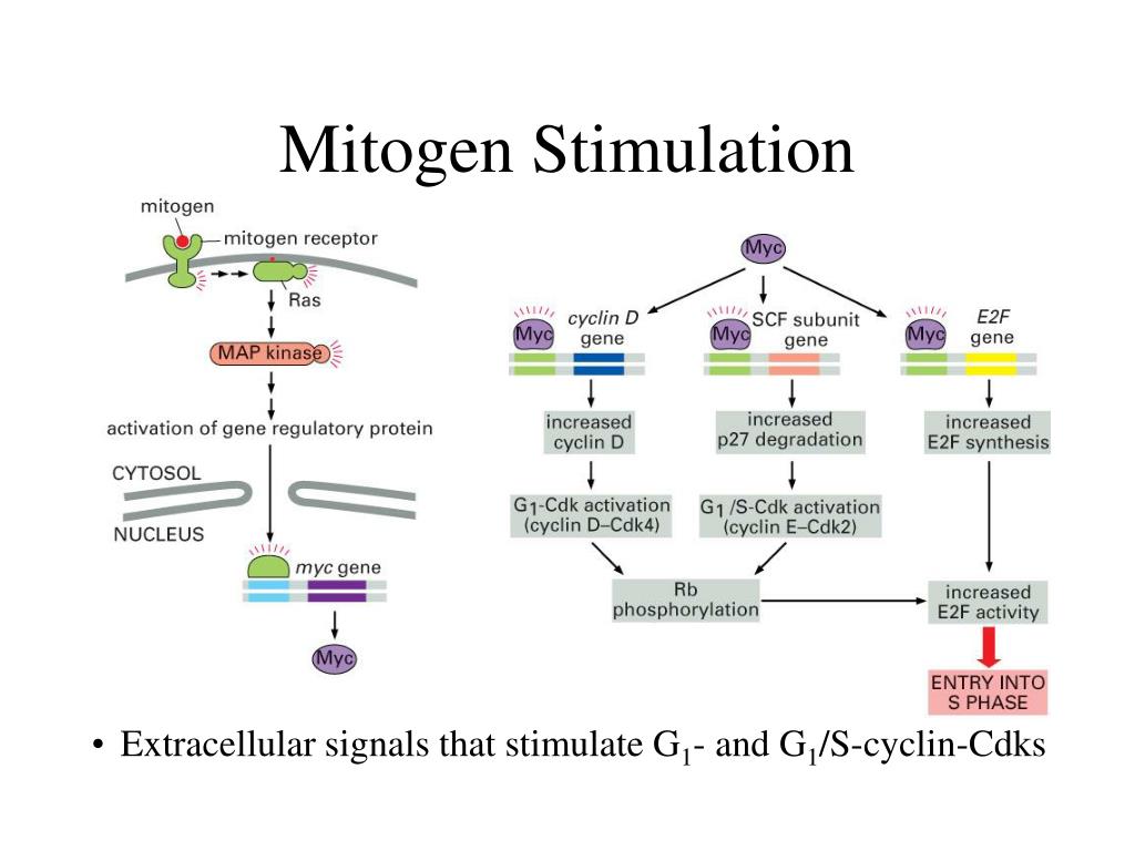 The Cell Cycle PowerPoint Presentation, free download Biology Diagrams