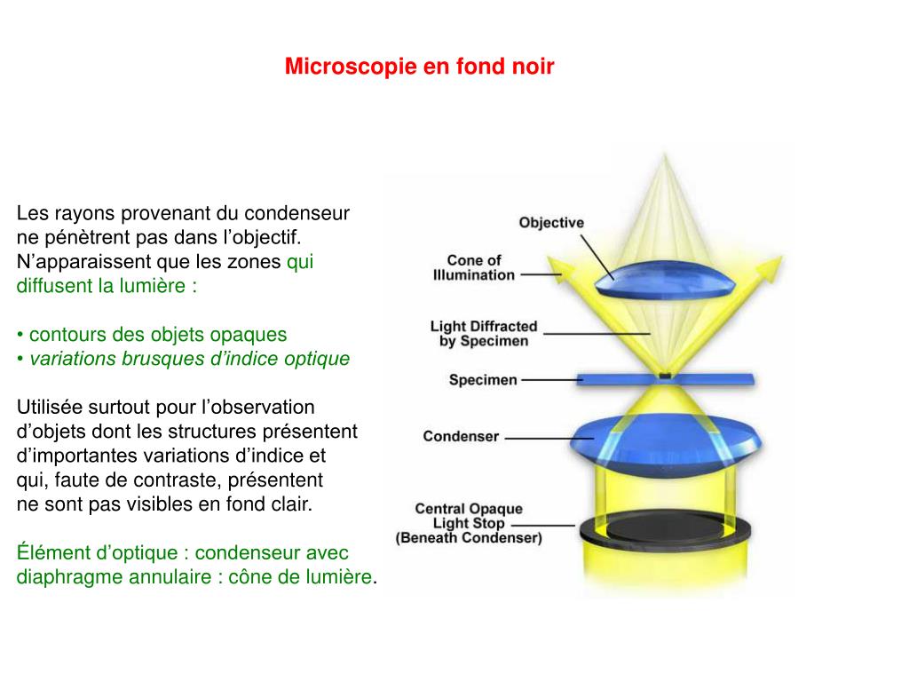 Débuter en Microscopie : les notions de base – Le Blog de Naturoptic