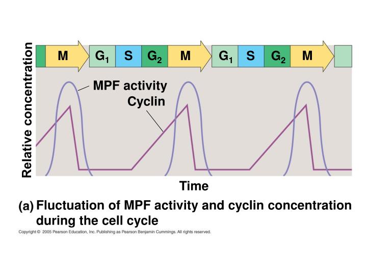 cell cycle regulation ppt