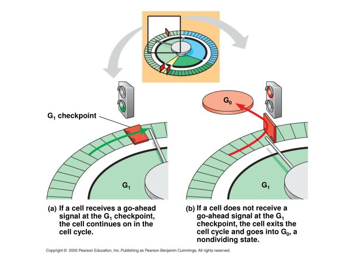 CH 12 NOTES, part 2: Regulation of the Cell Cycle PowerPoint ... Biology Diagrams