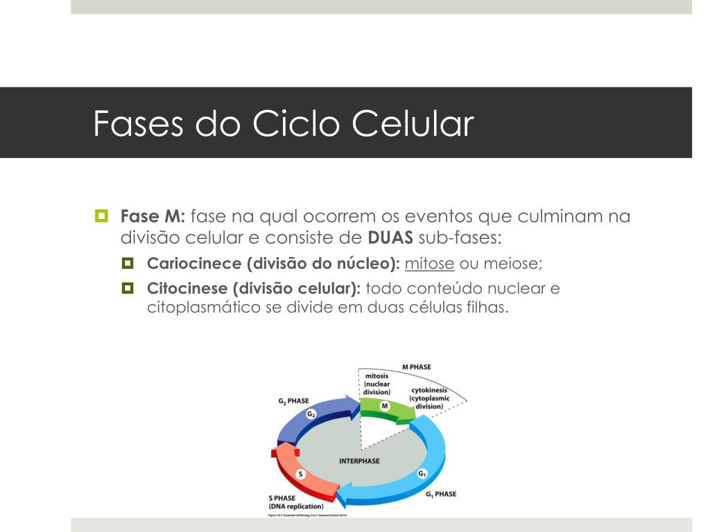 Ciclo celular: fases, divisão e controle