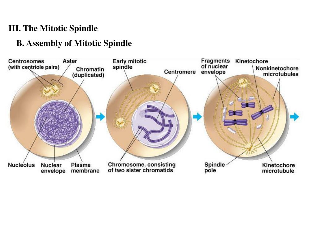 spindle definition spindle definition