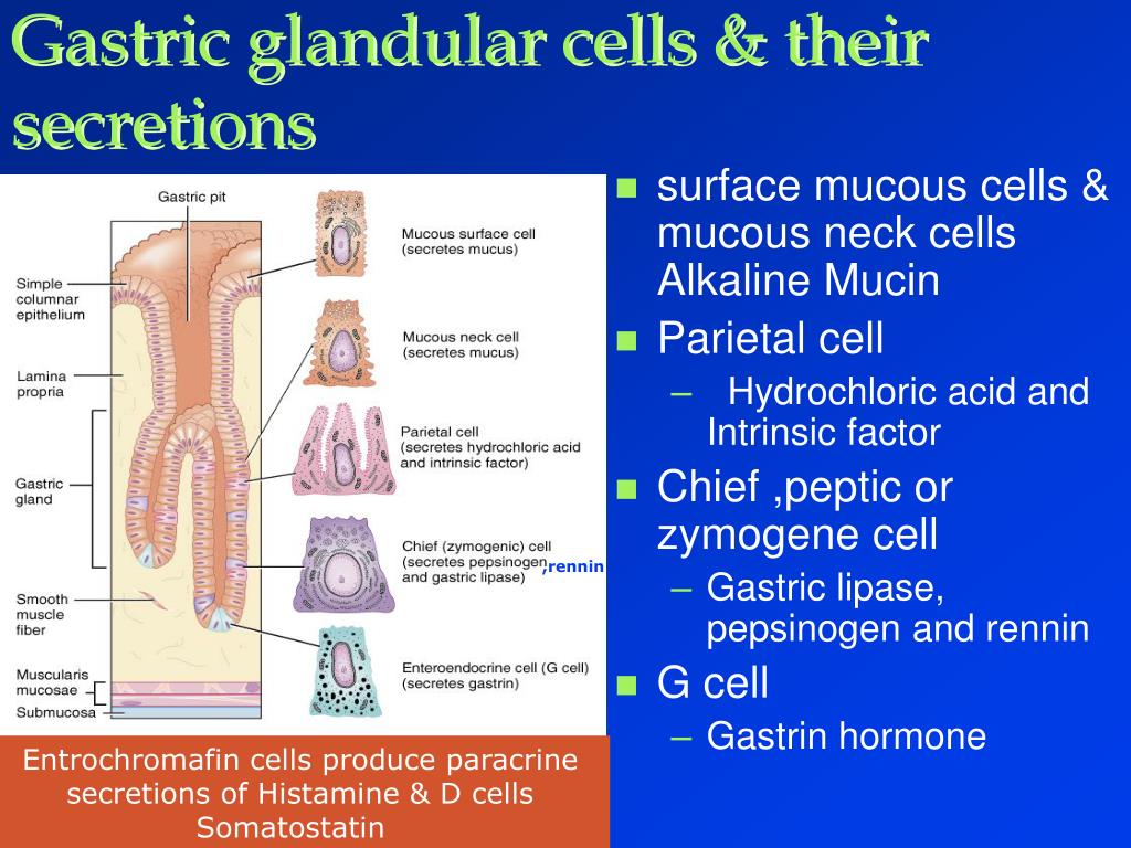 Their cell. Glandular epithelium. Gland Cell. Glandular secretions. Gastric secretion.