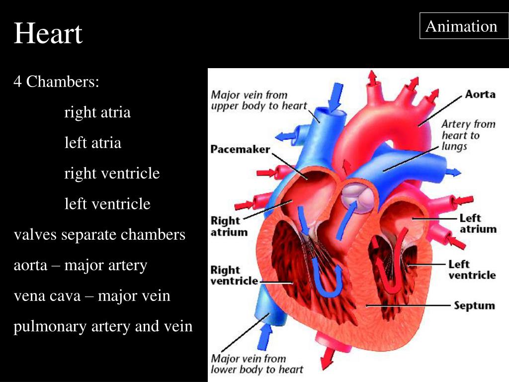 Left Atrium right Atrium left ventricle. Легочная артерия на английском. - 4 Heart Chambers (right + left Atrium / right + left ventricl. Правое предсердие ящерицы. 3 в правое предсердие впадает
