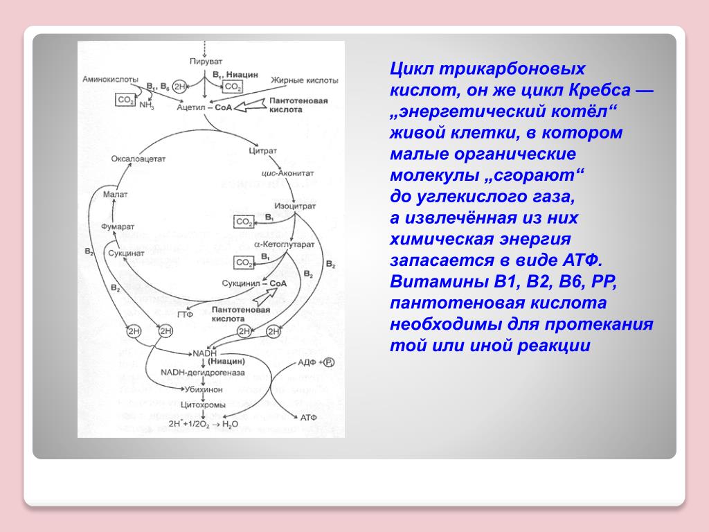 В цикле кребса образуется атф. Цикл Кребса ЦТК. Цикл трикарбоновых кислот (ЦТК). Цикл трикарбоновых кислот цикл Кребса. Цикл трикарбоновых кислот АТФ.