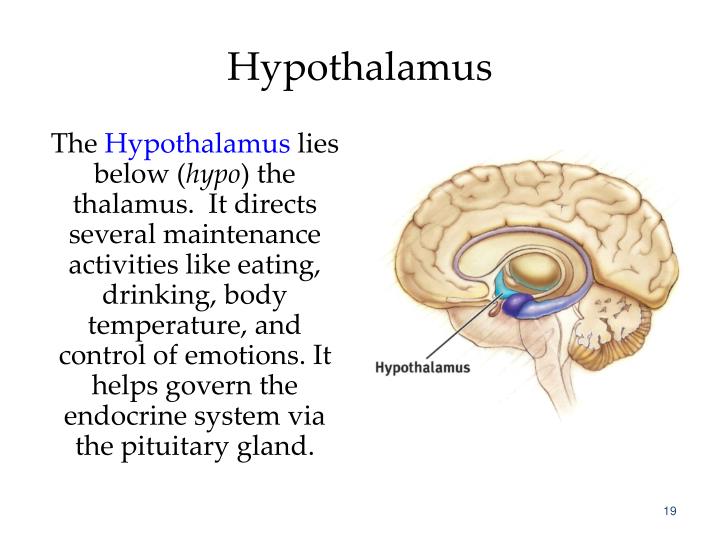 PPT Neuroscience and Behavior Chapter 2 PowerPoint Presentation ID