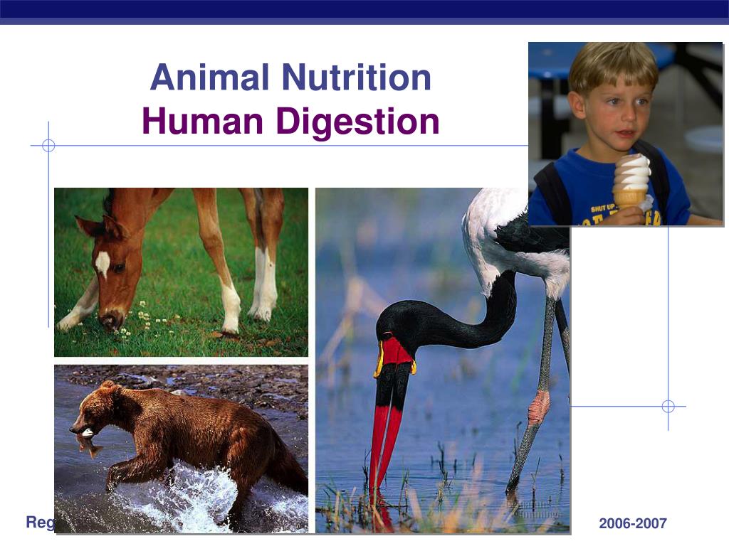 PPT - Animal Nutrition Human Digestion PowerPoint Presentation, free  download - ID:3758821