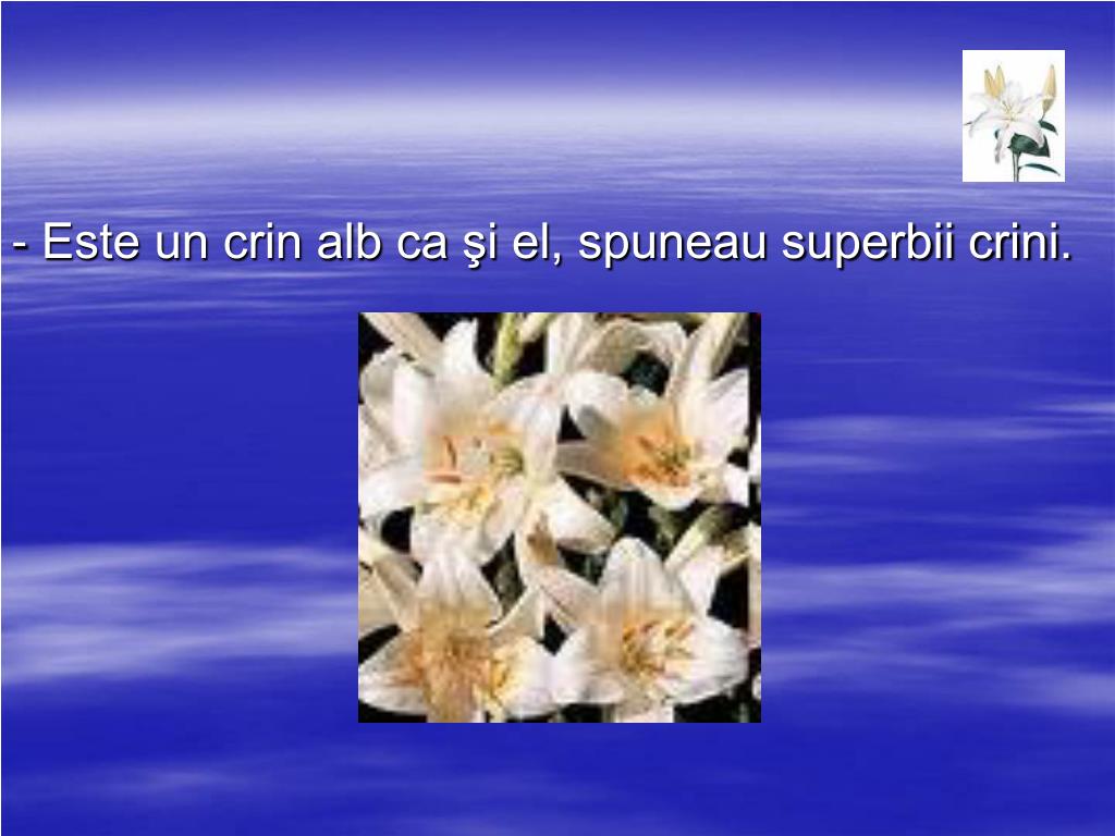 Ppt Ingerul Si Ghiocelul De Iulia Hasdeu Powerpoint