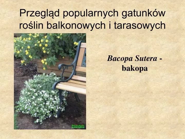 PPT - Przegląd Popularnych Gatunków Roślin Balkonowych I Tarasowych ...