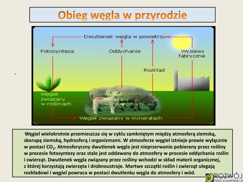 Obieg Węgla W Przyrodzie Schemat PPT - Ten co mieszka w 14 grupie i 2 okresie PowerPoint Presentation