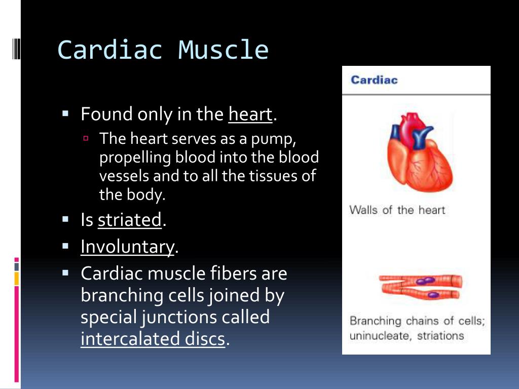 PPT - The Muscular System PowerPoint Presentation, free download - ID