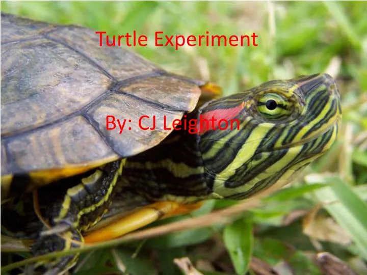 turtle experiment n.