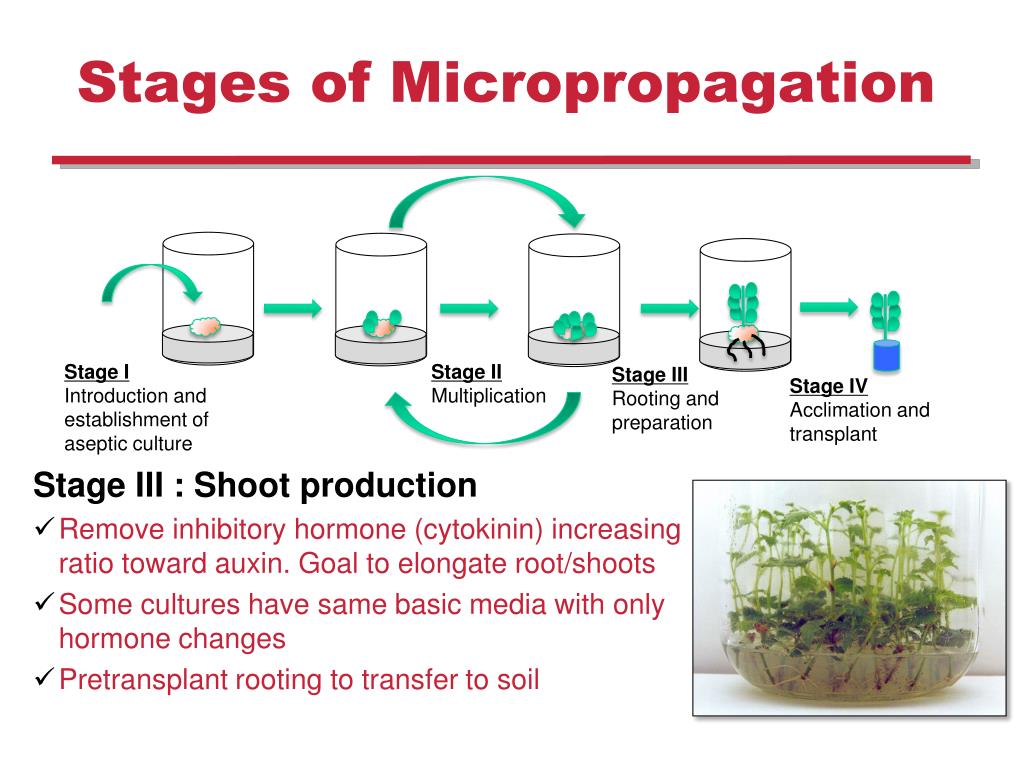 Этапы микроклонального размножения. Микроклональное размножение in vitro. Схема микроклонального размножения растений. Микроклональное размножение растений этапы. Схема микроклонального размножения растений in vitro.
