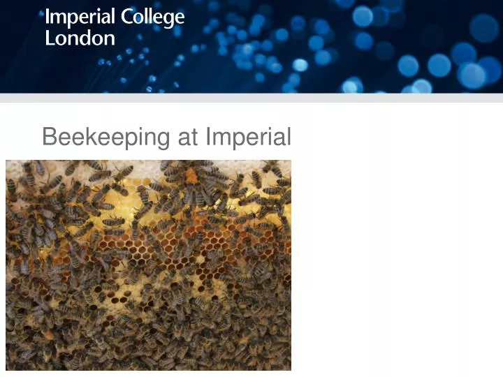 beekeeping at imperial n.