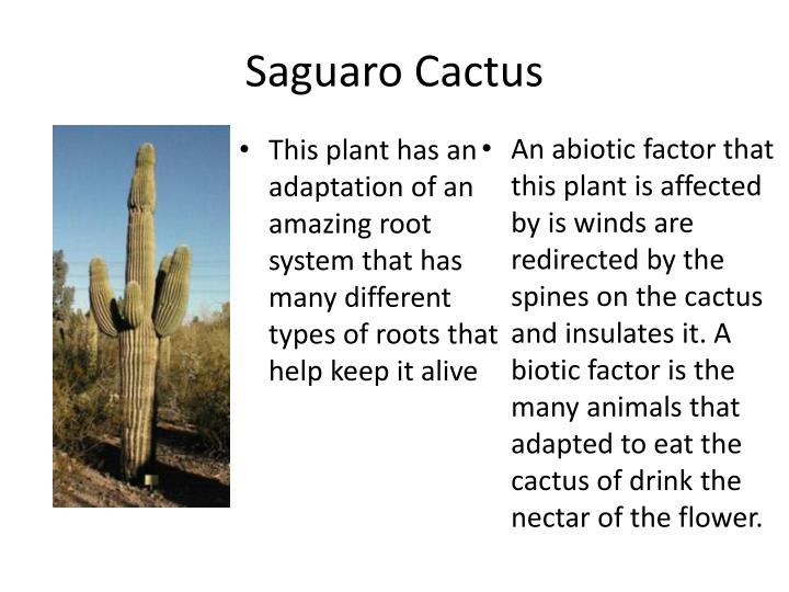 PPT - Barrel Cactus PowerPoint Presentation - ID:3766232