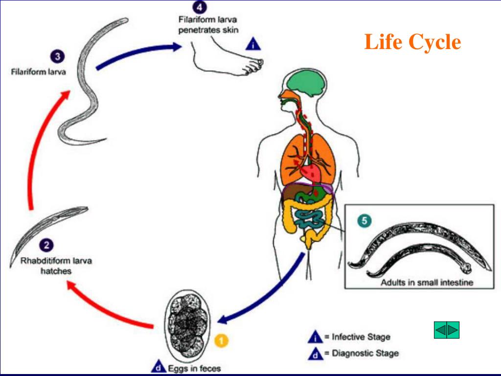 Жизненный цикл угрицы. Цикл развития угрицы кишечной. Strongyloides stercoralis жизненный цикл. Цикл развития угрицы кишечной схема. Жизненный цикл угрицы кишечной.