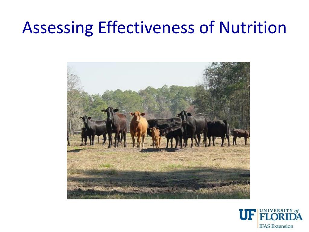 Ppt nutrient requirements of beef cattle powerpoint presentation