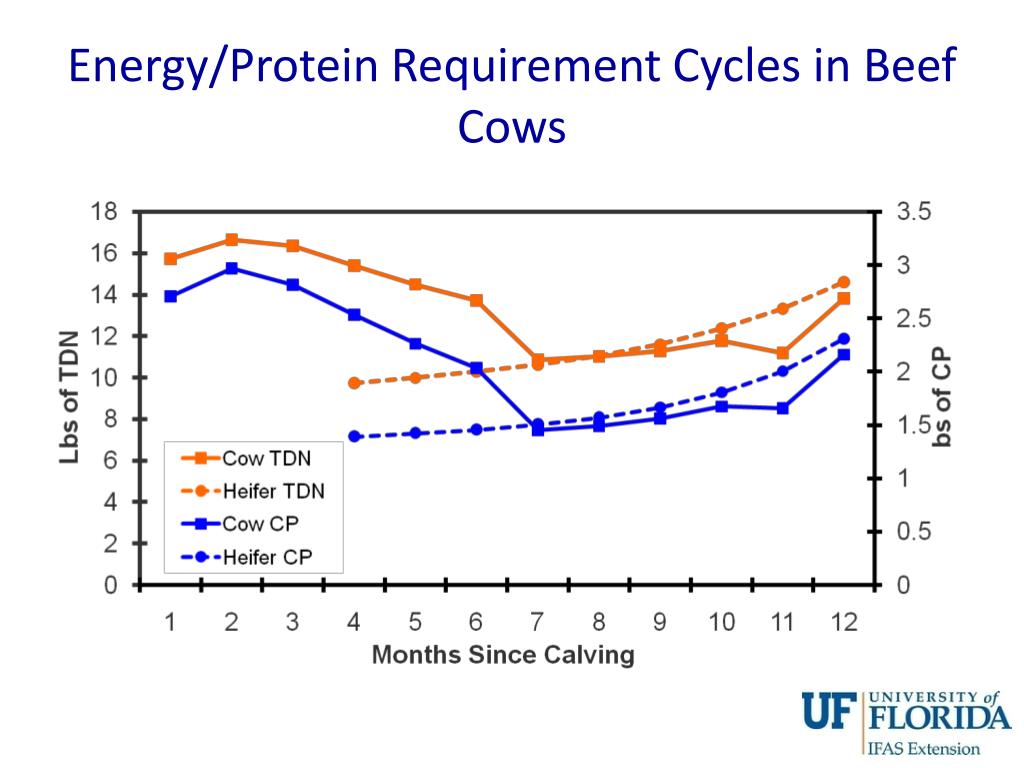 Ppt nutrient requirements of beef cattle powerpoint presentation