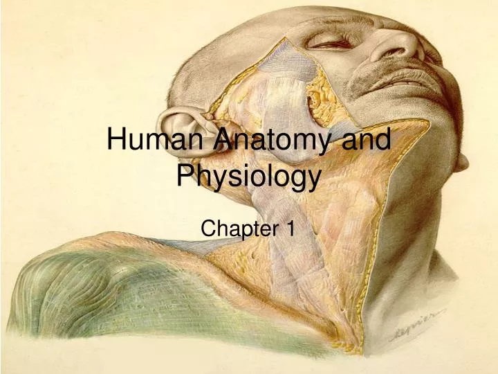human anatomy and physiology n.