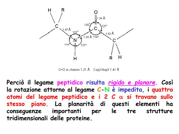 Come Si Forma Il Legame Peptidico PPT - LE PROTEINE PowerPoint Presentation - ID:3768166