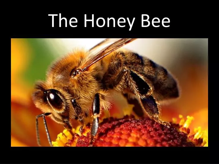 powerpoint presentation about bees