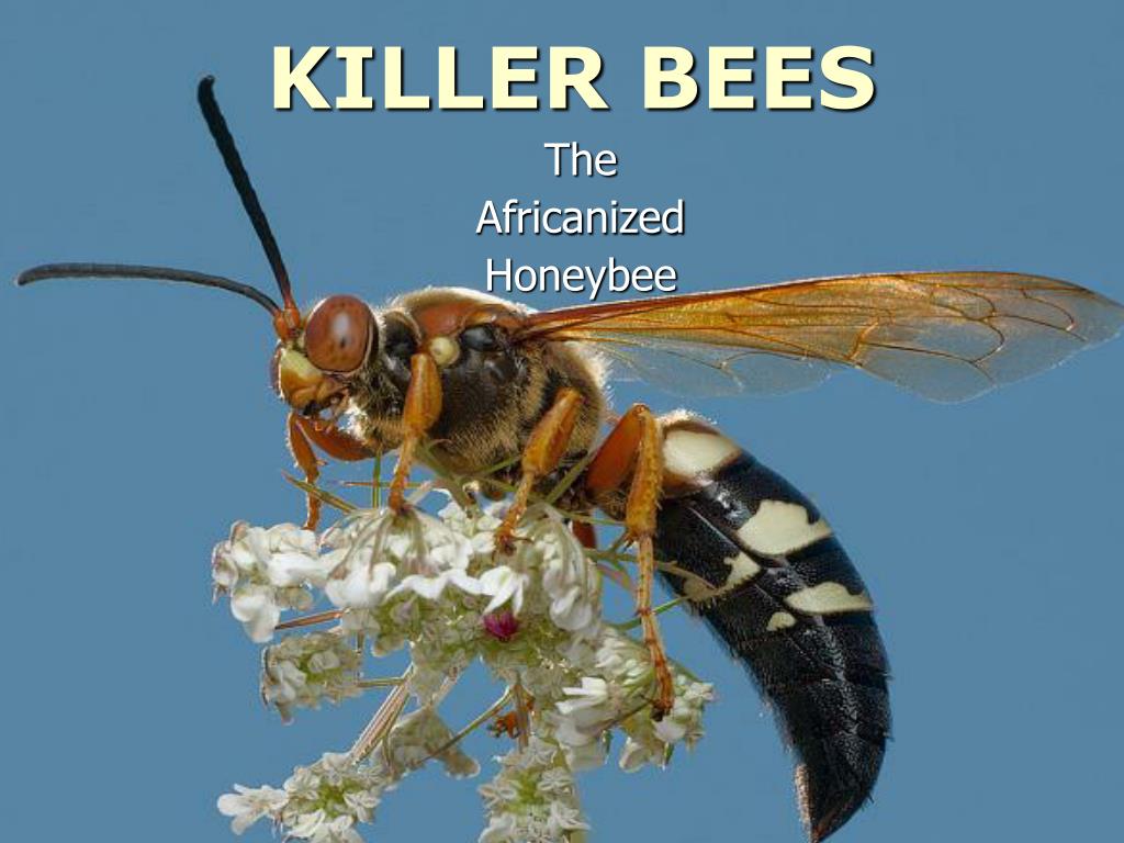 PPT - KILLER BEES PowerPoint Presentation, free download - ID:3769901