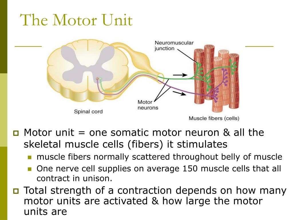 PPT Muscle Physiology PowerPoint Presentation, free download ID3770101