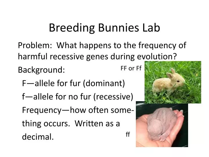 PPT Breeding Bunnies Lab PowerPoint Presentation, free download ID