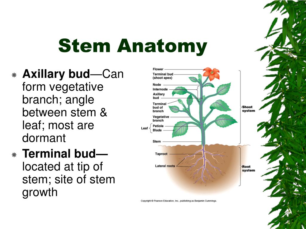 Plant structure. Axillary Bud. Vegetative Bud. Structure of the vegetative Bud. Stem терминал.