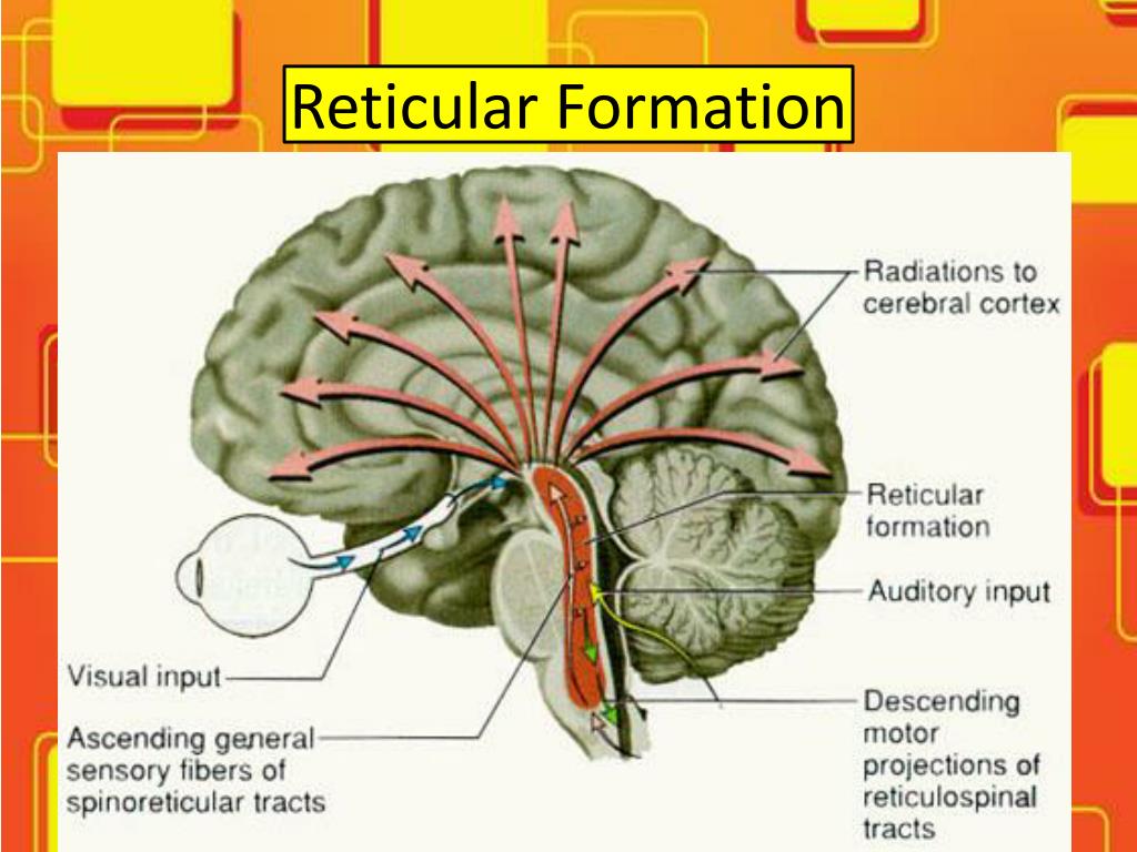 Воспаление головного мозга латынь. Ретикулярная формация головного мозга. Ретикулярная формация ствола головного мозга. Ядра ретикулярной формации ствола мозга. Патофизиология ретикулярная формация.