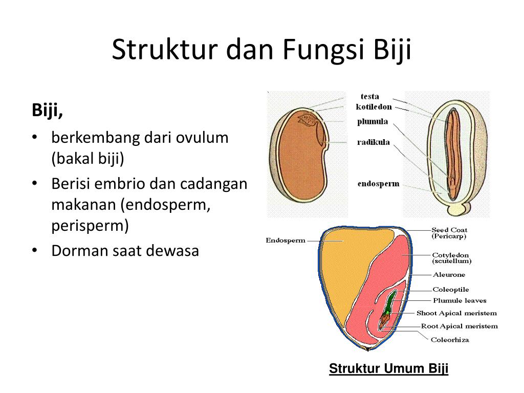  Struktur  Biji  Dikotil Dan Monokotil Beserta Fungsinya 