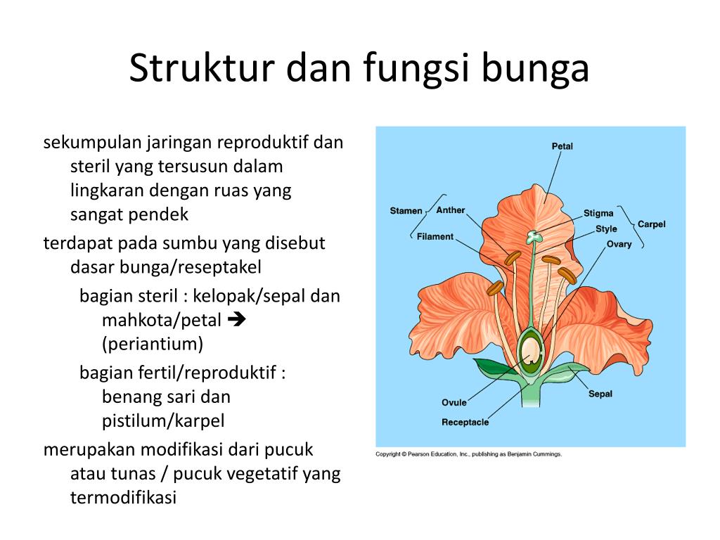 PPT Struktur bunga  buah dan biji PowerPoint 