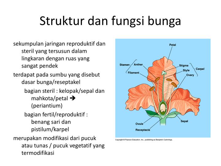  Gambar  Histologi Organologi Tumbuhan Biologykipedia Alat 