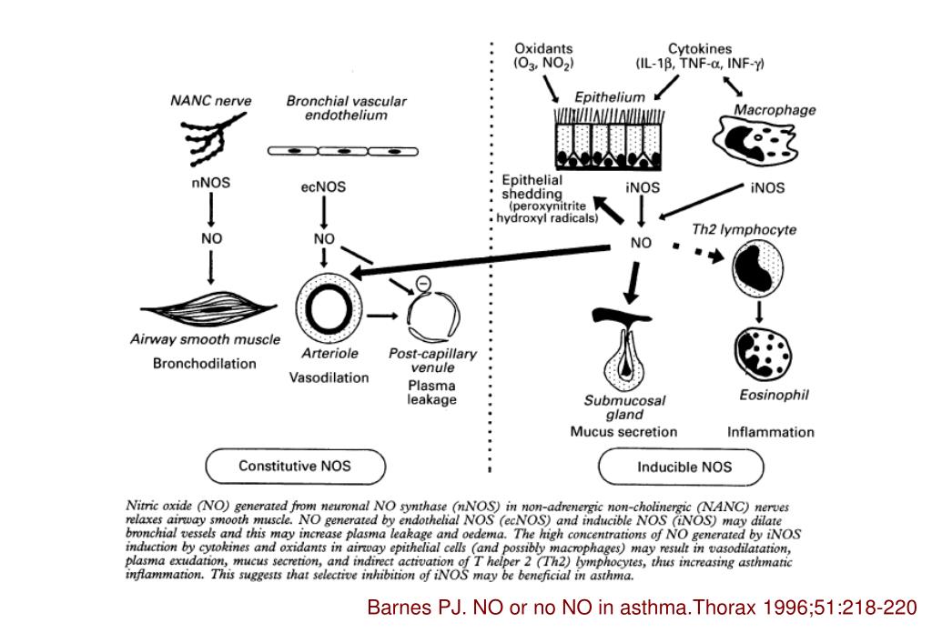 Shedding inhibitions. Neuronal Regulation of a bronchial Tone.